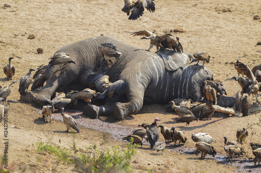 Fototapeta premium Zwłoki martwego słonia z sępami