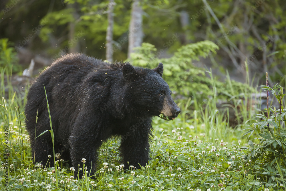 A black bear (ursus americanus) feeding on clover;British columbia, canada A black bear (ursus americanus) feeding on clover;British columbia, canada