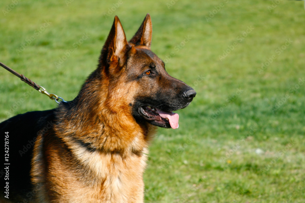 Portrait of german shepherd on the grass background