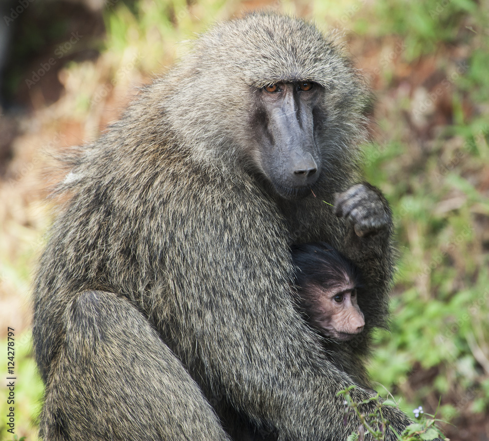 A monkey with it's baby in the maasai mara national reserve;Maasai mara kenya