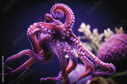 Octopus;Israel photo