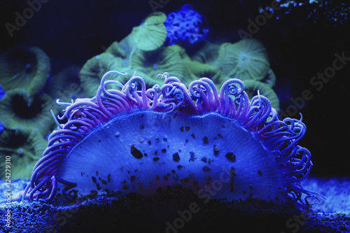 Blue coral underwater;Israel photo