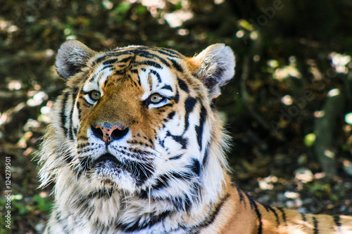 Canvas-taulu Tiger Portrait