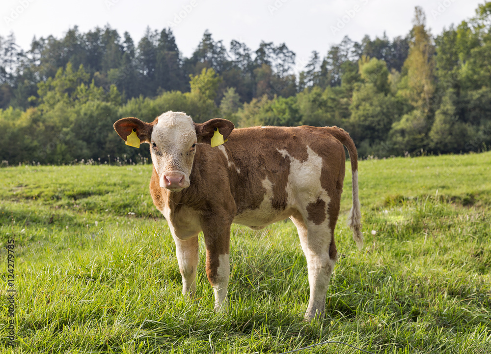 Beautiful little calf in Alps meadow Beautiful little calf in Alps meadow
