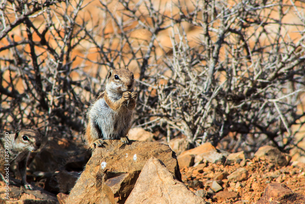 Fototapeta premium squirrel