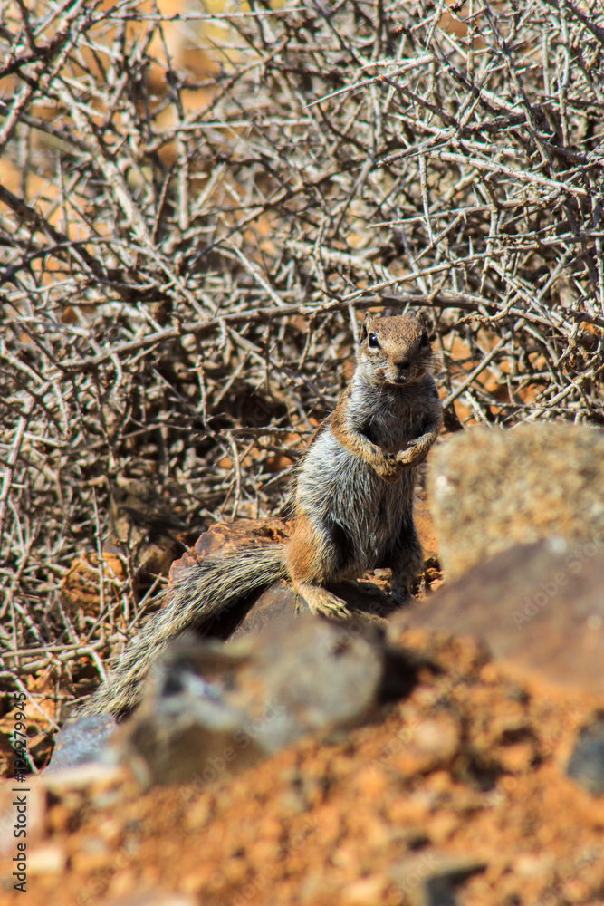 Fototapeta premium squirrel