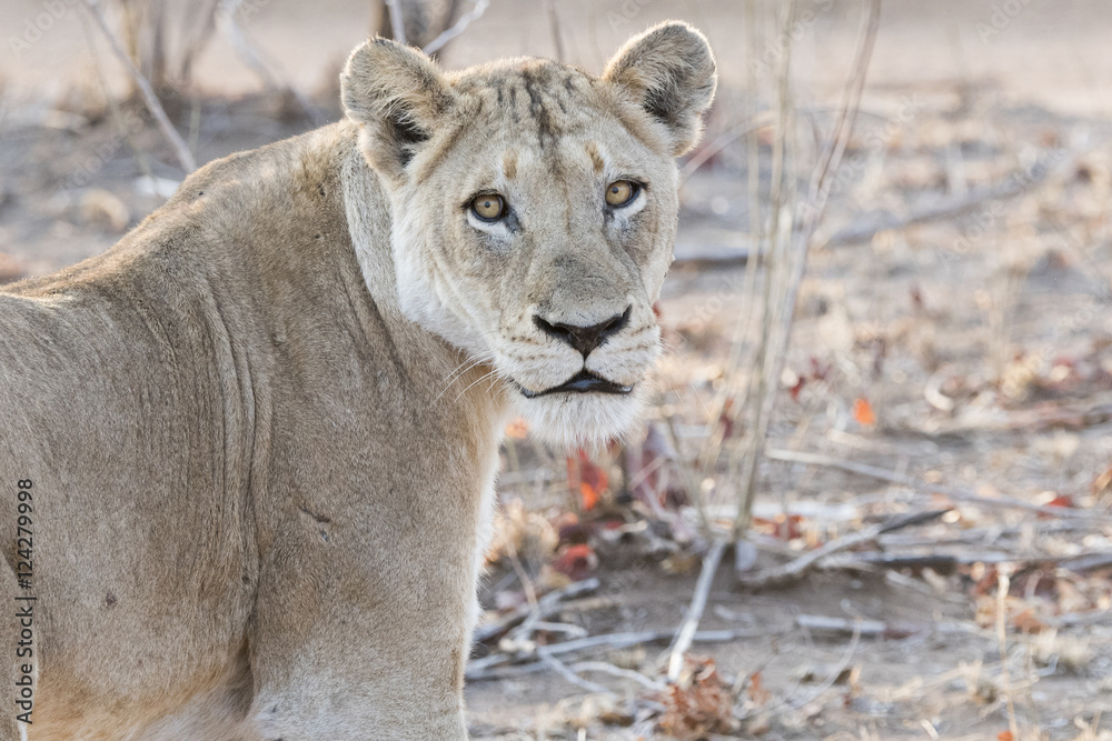 Obraz premium Wild Lioness in South Africa