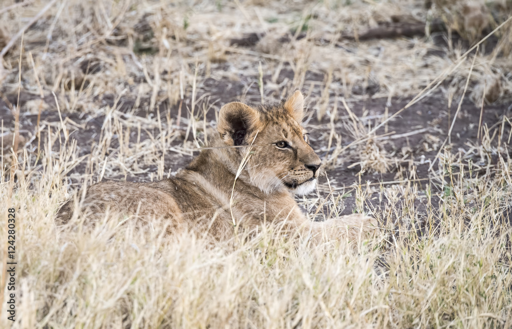 Fototapeta premium Wild Lion (Panthera leo) Cubs in Playing in the Grass South Africa