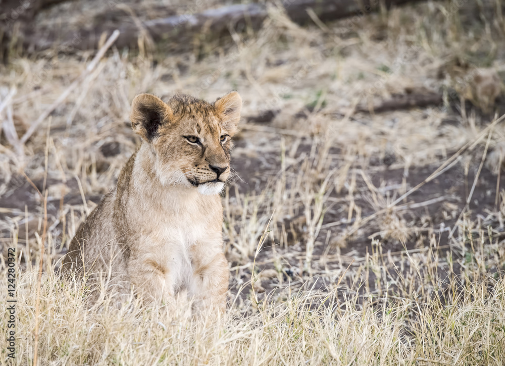 Wild Lion (Panthera leo) Cubs in Playing in the Grass South Africa Wild Lion (Panthera leo) Cubs in Playing in the Grass South Africa