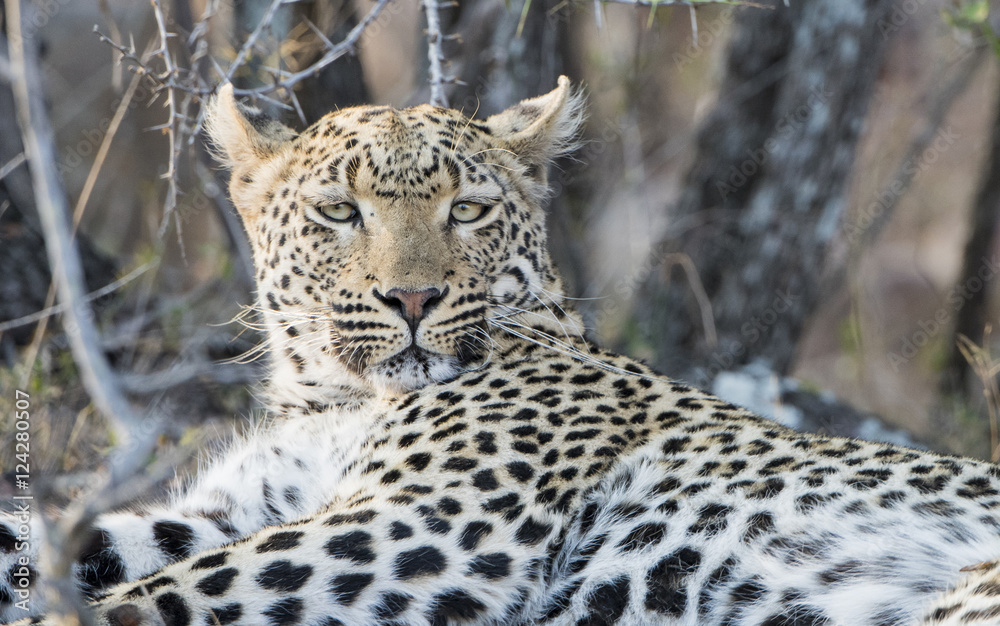 Fototapeta premium Wild Leopard (Panthera pardus) Resting in Brush in South Africa