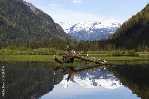 Seagulls sitting on a log at khutzeymateen grizzly bear sanctuary near prince rupert;British columbia canada photo