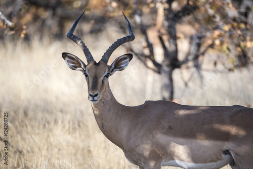 Impala Antelope (Aepyceros melampus) Standing in Brush in South