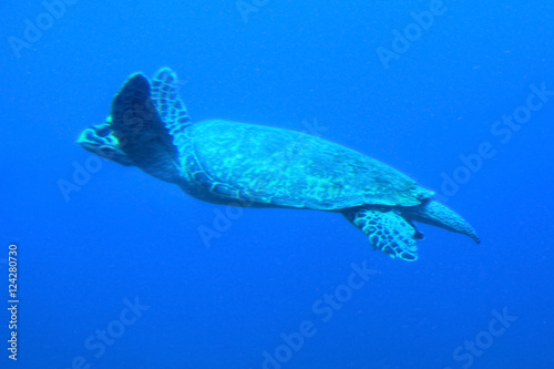 Sea Turtle