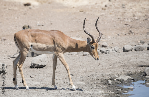 Impala Antelope at a Water Hole in South Africa (Aepyceros melam photo