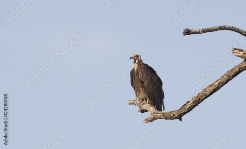Hooded Vulture (Necrosyrtes monachus) Sitting on Tree Limb in S