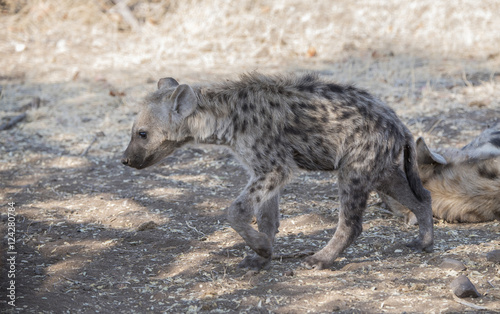 Hyena Pup Walks to the Shade in South Africa
