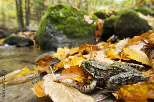 Green Frog (Rana Clamitans Melanota) Camouflaged In The Autumn Coloured Leaves; Grenville, Quebec, Canada photo