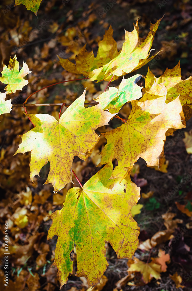 Intense, warm sunrays illuminate the dry, gold beech leaves covering the forest ground Intense, warm sunrays illuminate the dry, gold beech leaves covering the forest ground