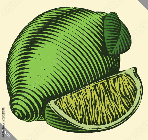 Engraved isolated vector illustration of a lime