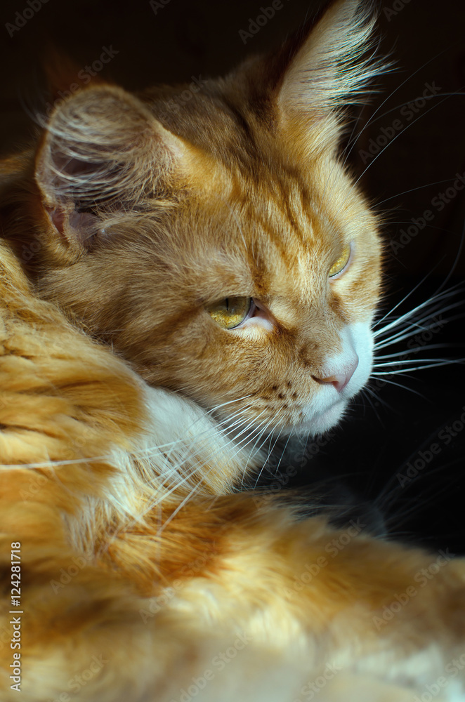 Fototapeta premium Red Maine Coon cat