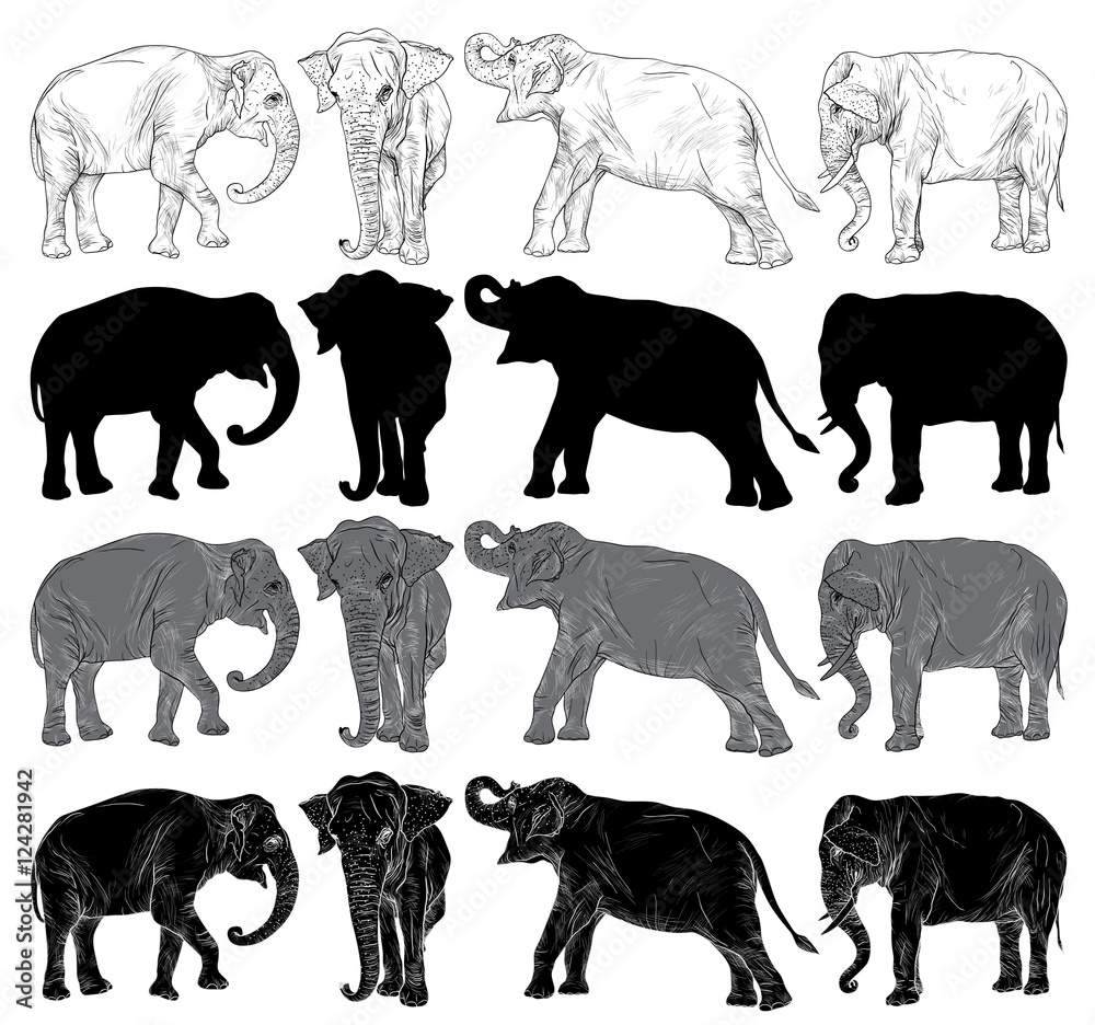 Obraz premium Set of wild elephant isolated on a white background