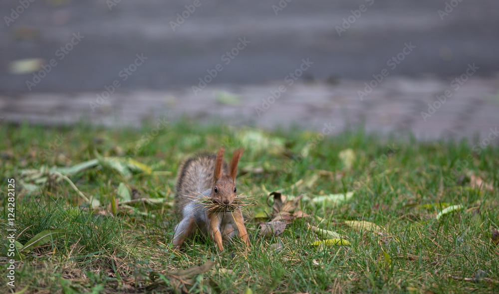 Fototapeta premium squirrel outdoors