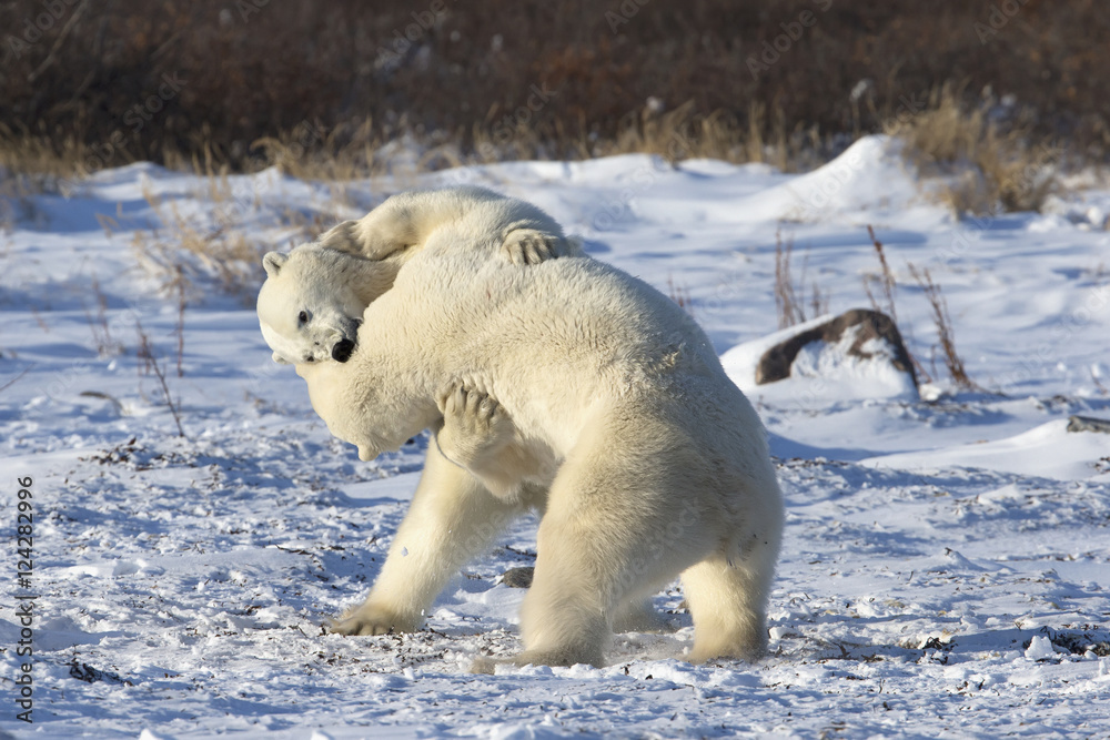 Polar bears playing in snow, Manitoba, Canada Polar bears playing in snow, Manitoba, Canada