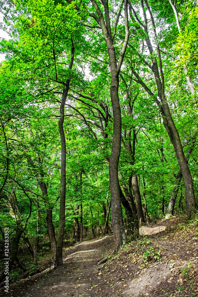 green grove in autumn, nature background green grove in autumn, nature background