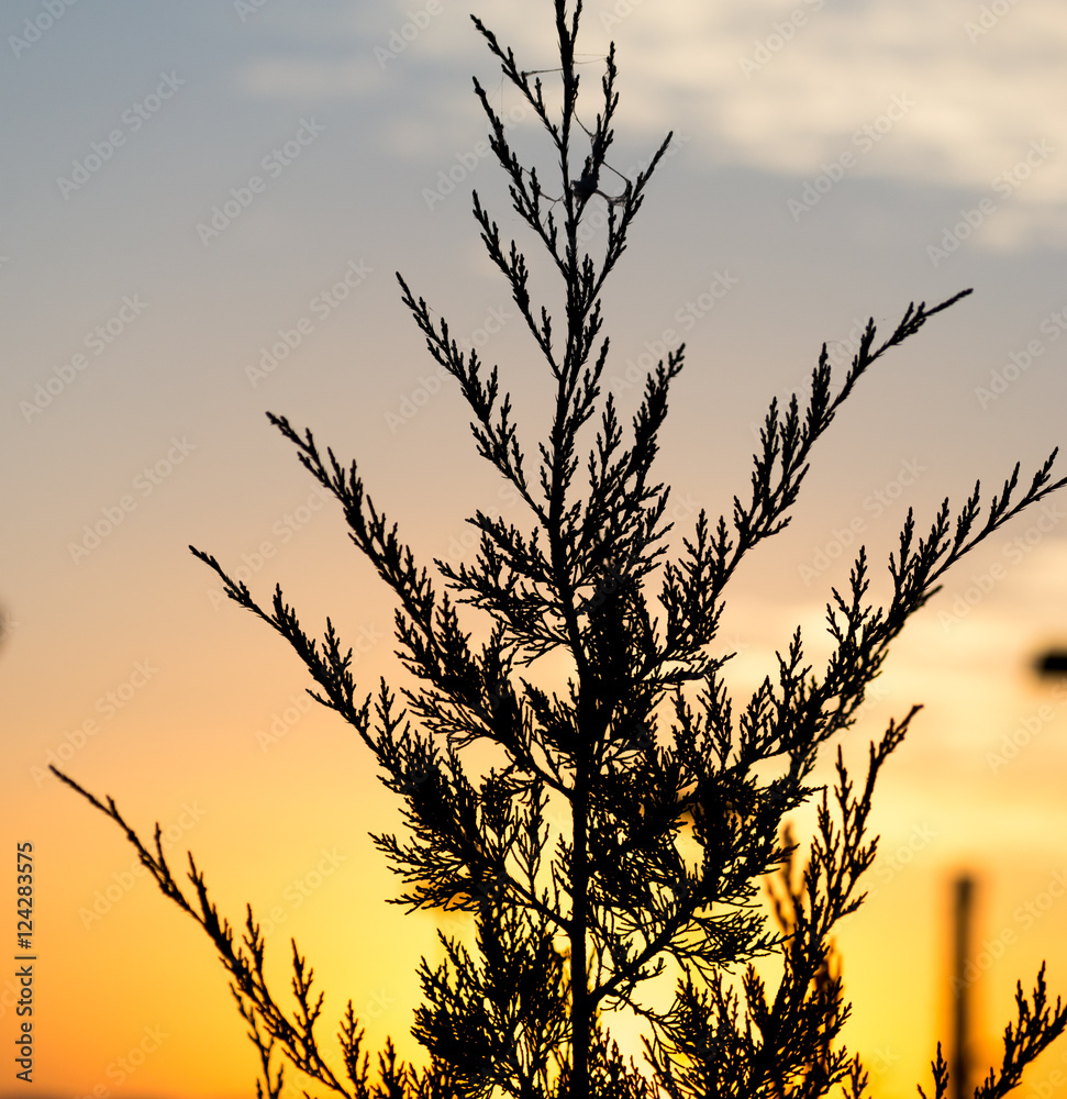 tree branch at sunset tree branch at sunset