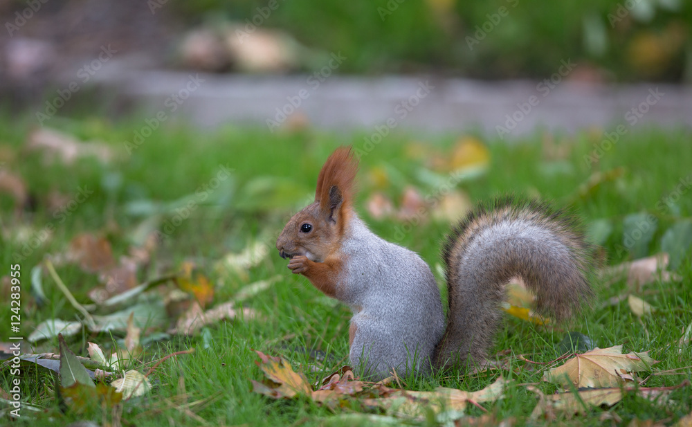 squirrel outdoors squirrel outdoors
