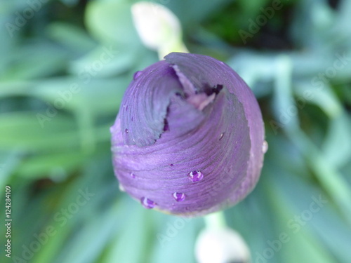 Iris views