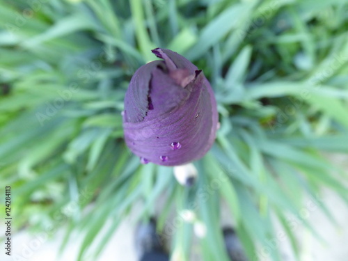 Iris views