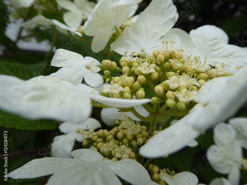 Crepe Myrtle Blossom