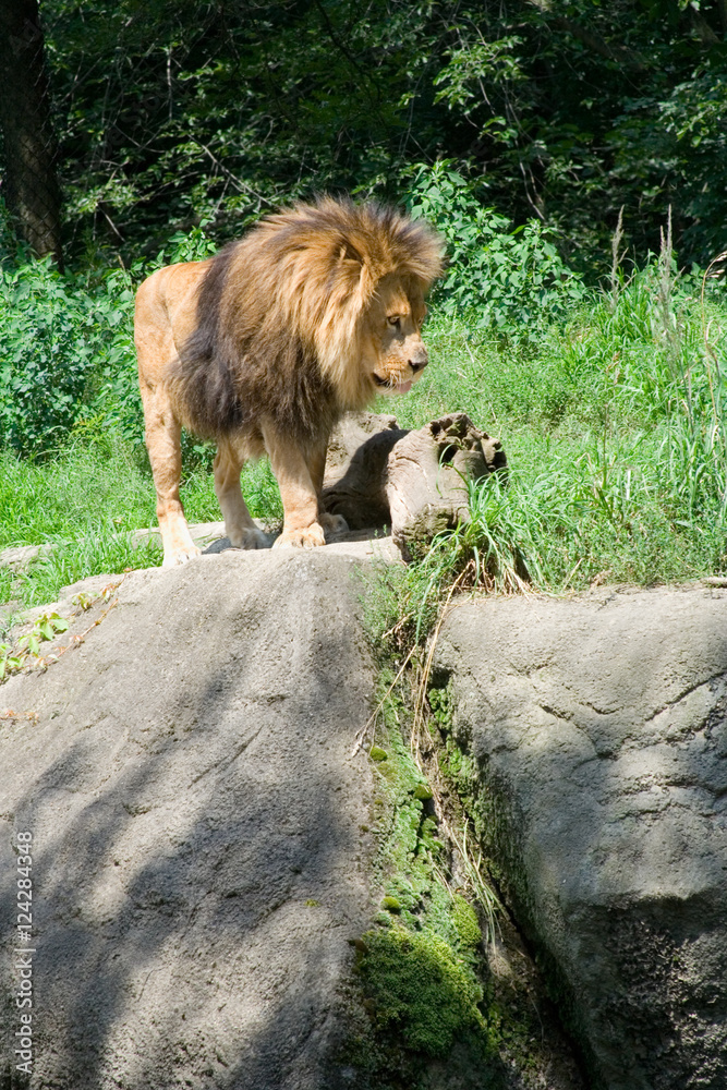 Naklejka premium Male Lion Standing on Rock – A male lion stands on a rock, looking down.