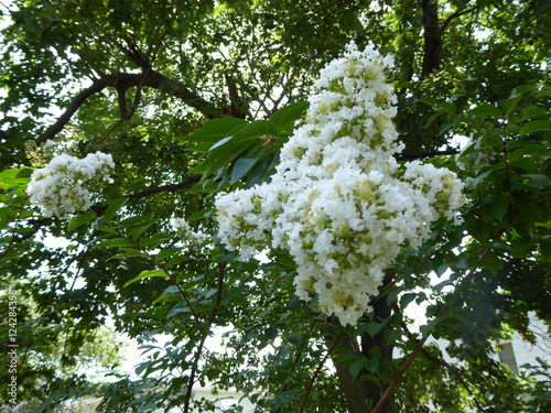 White Flower Cluster