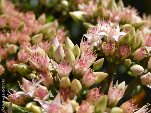 succulent buds