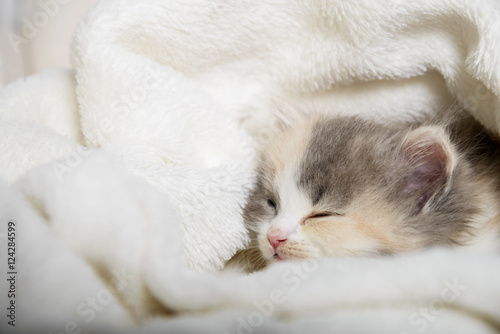 Kleine 5 Wochen alte Britisch Langhaar Babykatze liegt auf einen Sessel in eine Decke gekuschelt und schläft.