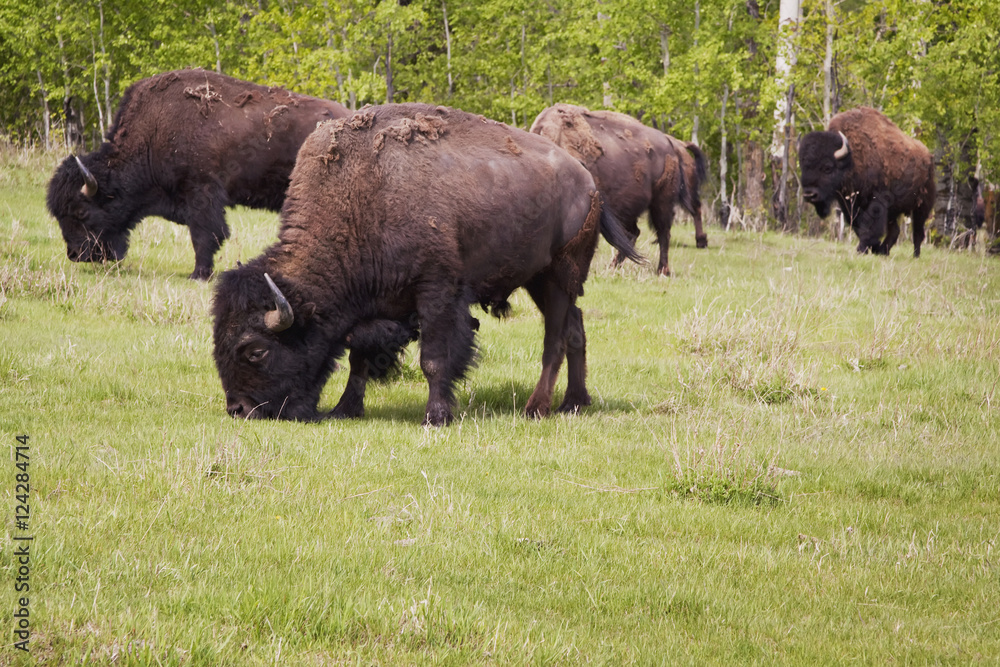 Plains bison in elk island national park;Alberta canada