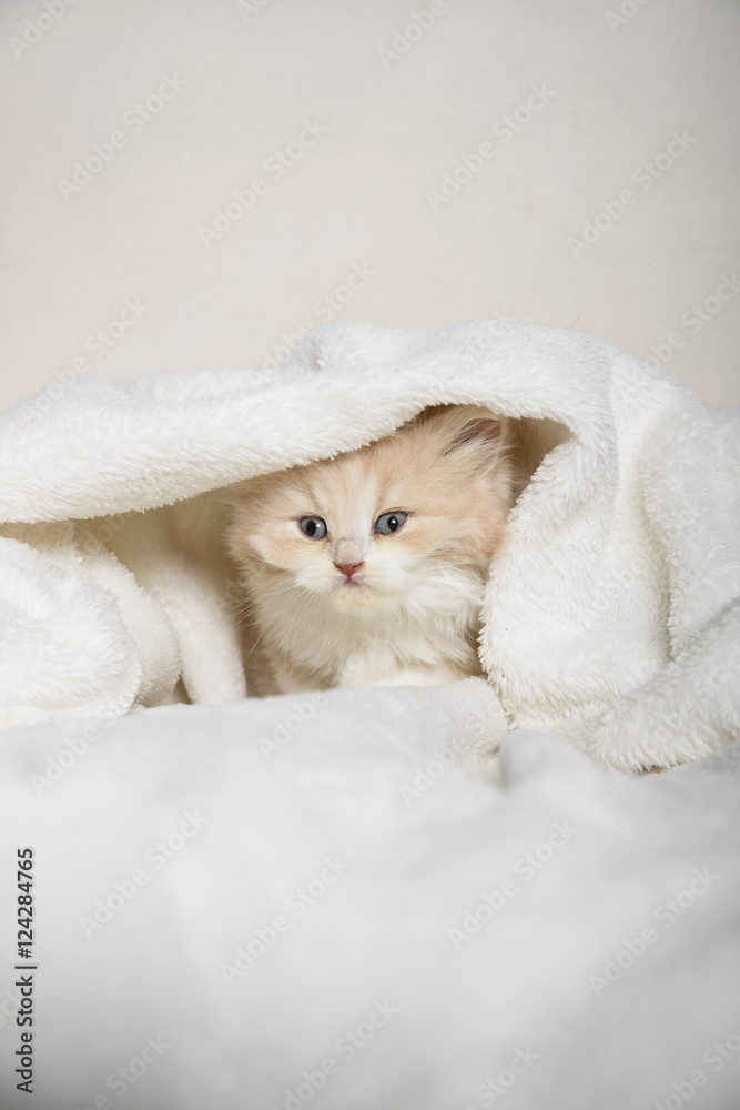 Kleine 5 Wochen alte Babykatze liegt auf einen Sessel in eine Decke gekuschelt.