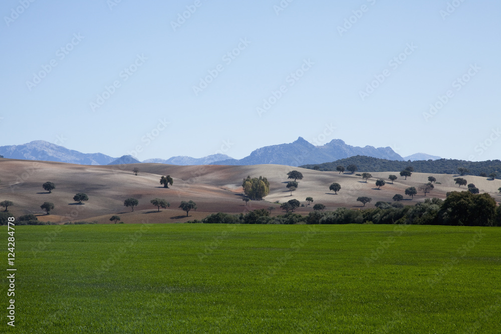 Landscape in springtime with lush grass and mountains in the distance;Andalusia spain Landscape in springtime with lush grass and mountains in the distance;Andalusia spain