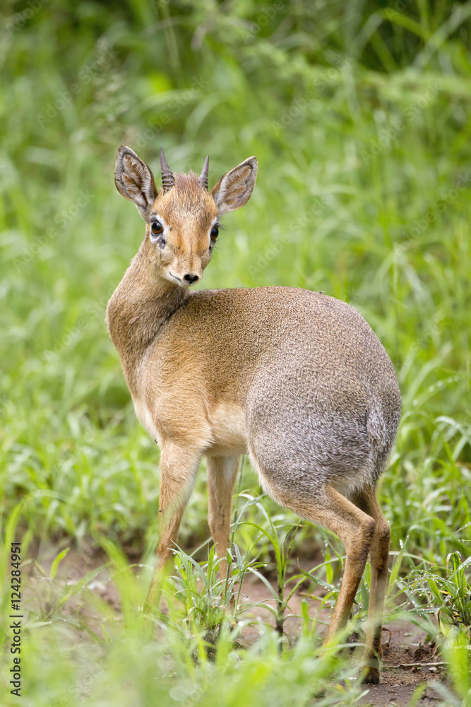 Dik-dik antelope, Kruger National Park, South Africa Dik-dik antelope, Kruger National Park, South Africa