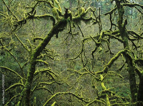 Mossy trees leafless in the winter; Allegany, Oregon, United States of America photo