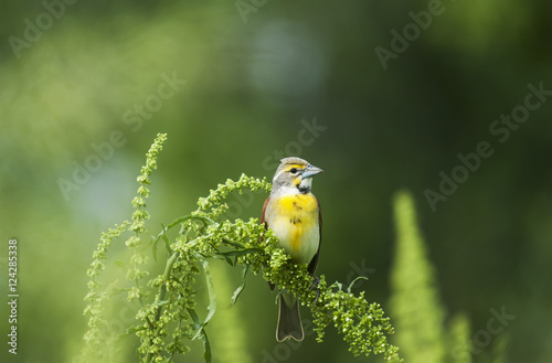 Male Dickcissel perching on dock plant, USA photo