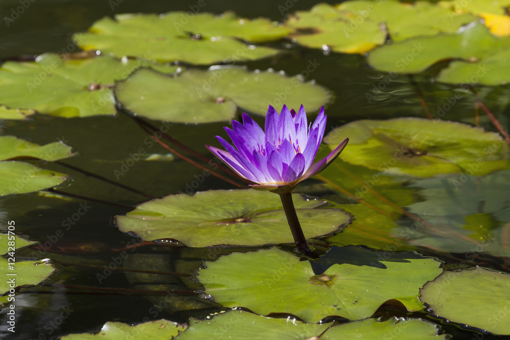 Water lily in the Bethesda Fountain in Central Park, New York City, New York, United States Water lily in the Bethesda Fountain in Central Park, New York City, New York, United States