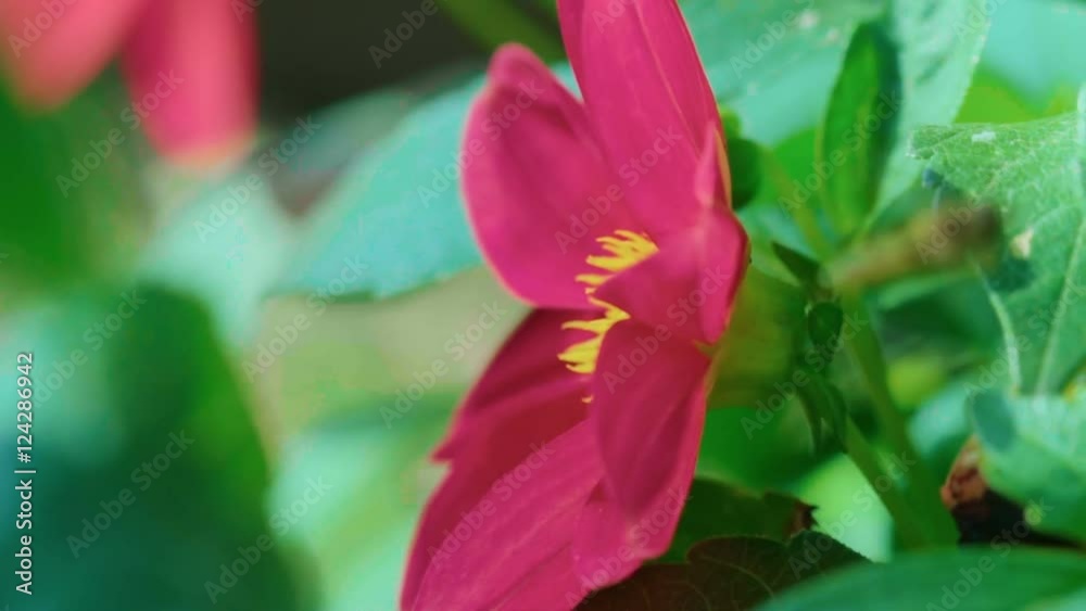 Bumblebee on dahlia flower