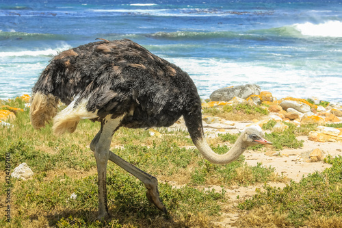 Close up of Ostrich walking in wild coast at the Cape of Good Hope in Table Mountain National Park, South Africa.