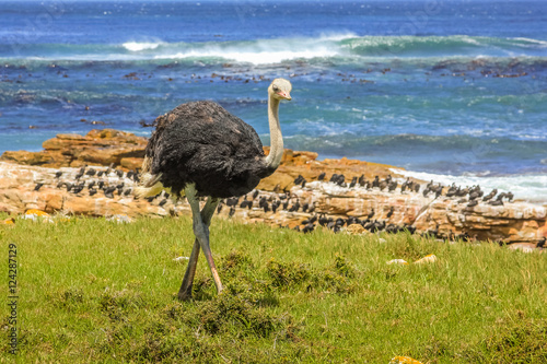 Front view of Ostrich walking in wild coast at the Cape of Good Hope in Table Mountain National Park, South Africa. Blurred background