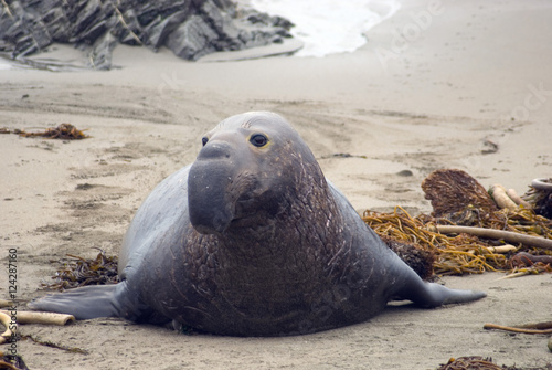 elephant seal on a beach