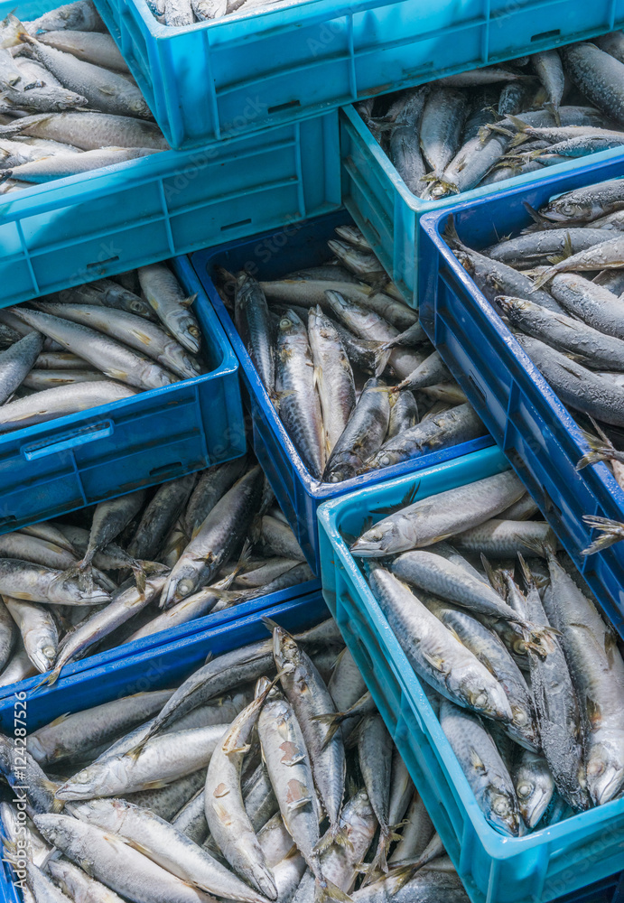 Fresh caught fish in blue crates; Tarifa, Cadiz, Andalusia, Spain Fresh caught fish in blue crates; Tarifa, Cadiz, Andalusia, Spain