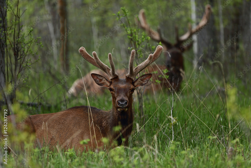 Bull elks resting in grass, Alberta, Canada Bull elks resting in grass, Alberta, Canada